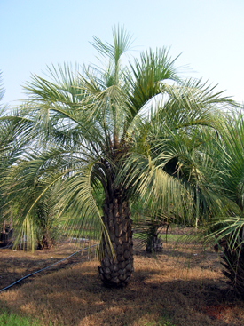 pindo palms, butia capitata specimen palm trees wholesale