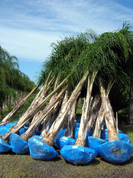 Buy wholesale Queen Palm / Syagrus Romanzoffiana palm trees