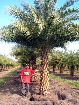 Wholesale Phoenix Sylvestris Palm Trees