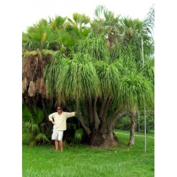 Ponytail Palm 16' Overall Height