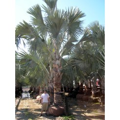 Bismarck Palm 10' of Clear Trunk