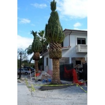 Specimen Palms - Canary Island Date Palms 8' CT