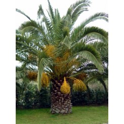 Canary Island Date Palm 6' CT Florida Fancy