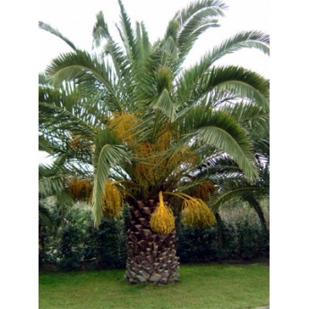 Canary Island Date Palm 6' CT Florida Fancy