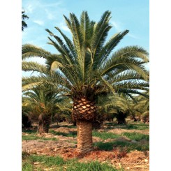 Canary Island Date Palm 8' CT