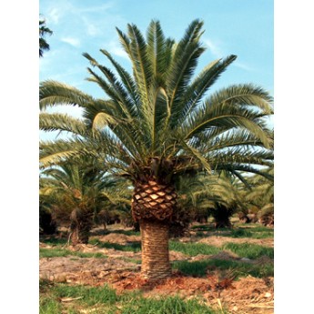 Canary Island Date Specimen Palms 8' CT