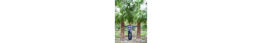 Chinese Fan Palm