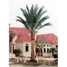 Medjool Palm 12' of Trunk