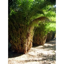 Reclinata Palm 16' Overall Height