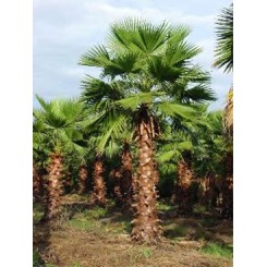 Washingtonia Palm 30' of Clear Trunk